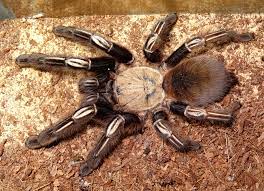 We did not find results for: Skeleton Tarantula Wikipedia