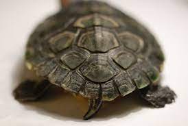 How do you tell whether a turtle is male or female? Determining The Gender Of A Turtle