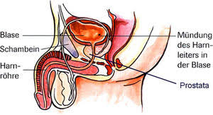 Urologenportal Nieren Und Harnwegsinfektionen