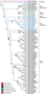 Image result for Thesium ussanguense