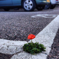 Life Finds A Way Know Your Meme