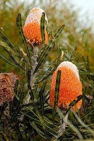 Wildflowers Of Western Australia Australian Geographic Banksia Australiangarden Australian Flowers Australian Trees Australian Wildflowers