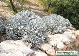 Image result for Centaurea ragusina