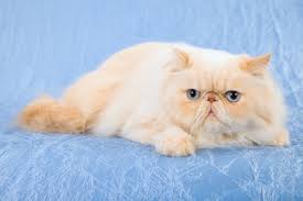 Himalayan cats are known for their calm nature. Himalayan Cat Aka Colorpoint Persian We Re All About Cats