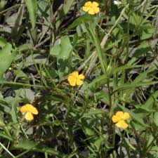 Image result for Tricliceras lobatum