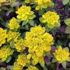 Simple key for plant identification: Yellow Perennial Flowers Vibrant Blooms For Your Garden