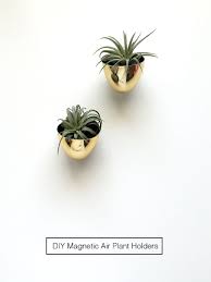 Diy Magnetic Air Plant Holders Air Plants Plant Holders Air Plant Holder