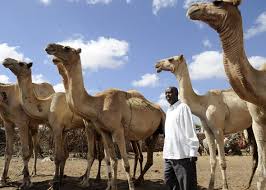 How much ground would a groundhog hog, if a groundhog could hog ground? Somaliland S Camel Market Could Camel Meat Be This Unrecognized Nation S Path To Riches