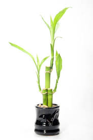 These plants couldn't be any easier to grow. Lucky Bamboo Dracaena Sanderiana Guide Our House Plants