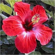 Flower Pacific Sea Flower Painting Hibiscus Flowers Hibiscus