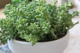 We did not find results for: The Succulent Source Leaf Clay The Ra Diaries