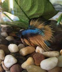 The puppies are getting bigger and bigger so they will move soon to an other aquarium. Betta Fish Terrarium The Presidential Suite Paradise Betta Labradorite Brad Betta Fish Betta Tank Fish