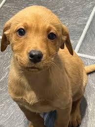 Kennel Club Registered Fox Red Labrador Puppies For Sale In Royal Tunbridge  Wells, Kent