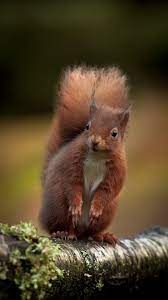 Red Squirrel Cute Squirrel Animals Beautiful Baby Animals