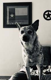 Black Australian Cattle Dog Blue Heeler Pin By Margo Jean On Australian Cattle Dog Cattle Dog Blue Heeler Australian Cattle Dog