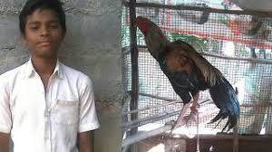 We did not find results for: Aseel Murga In Java Breed Of Price Rs 10 000 Youtube