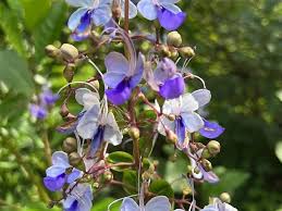 Image result for Rotheca aurantiaca