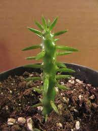 Image result for Austrocylindropuntia