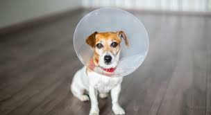 Spaying or neutering your dog can unquestionably change your dog's hormone levels. Spaying Your Dog What To Expect Post Op Care Proud Dog Mom