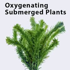 Image result for Elodea