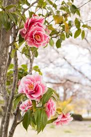 Huge sale on pictures flowers now on. 13 Beautiful Types Of Winter Flowers Flower Glossary