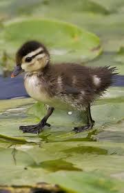 A Wood Duck Baby Walking On Lily Pads One Day I Ll Get To See These Babies In Person Cute Animals Animals Baby Animals
