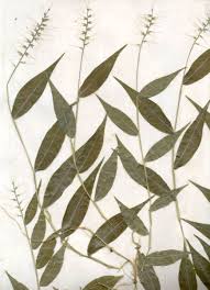 Image result for Oplismenus hirtellus