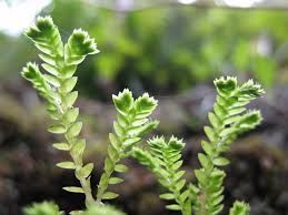 Image result for Selaginella mittenii