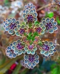 A native of madagascar, the plant is a succulent that grows up from one stem. Newsner Com One Beautiful Mother Of Millions Plant Facebook