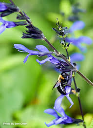 Maybe you would like to learn more about one of these? Blue Flowers Are Best For Bees Garden Gate