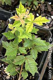 Image result for Searsia dentata