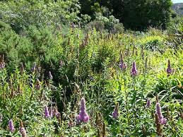 Image result for Spiraea billardii