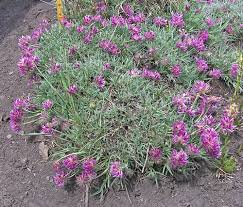 Image result for Trilepisium