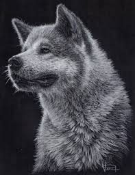 Black And White Akita Pin De Katia Brouwers Em Art And Artists