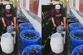 Fakta Cara Budidaya Lele Dan Kangkung Dalam Ember