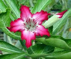 Pin On Flora Fauna