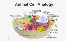 Cells mr scotts 6th grade class, cell analogy essay custom paper sample academic writing, animal cells cells for dummies, animal cell analogy magdalene project org, cell organelles in detail monopolyland a cell analogy. Animal Cell Analogy By Michaela Manzi