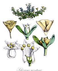 Image result for Loganiaceae