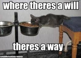 Cat Eating Food Funny Pictures Dump A Day Dumb Cats Cats Funny Animals