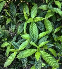 Image result for Psychotria auxopoda