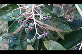 Para Que Serve O Remédio Canela De Velho Elimine A Dor Do Joelho E Nas Articulacoes Logo No Primeiro Dia Com Essa Receita Natural Youtube Canela De Velho Ervas Magicas Ervas Medicinais