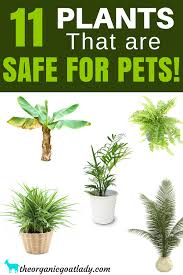 11 House Plants Safe For Cats And Dogs The Organic Goat Lady Safe House Plants Plants Indoor Plants Pet Friendly