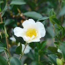Buy Camellia Setsugekka Online Southern Woods