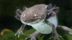 what do we lose if we lose wild axolotls nova pbs