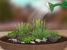 We have the best selection of green and flowering plants in floyd and polk counties. How To Create A Dish Garden 12 Steps With Pictures Wikihow