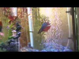 Betta Versus Dwarf Gourami In The Same Community Aquarium Tank Youtube
