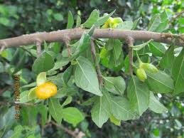 Image result for Streblus