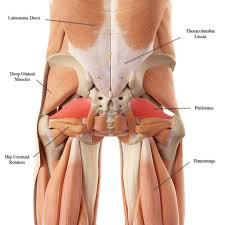 The biceps femoris is a big, long muscle located at the back of the thigh it also crosses the knee and connects to the inner side of the upper part of the shin bone. Lower Back Muscle Anatomy And Low Back Pain