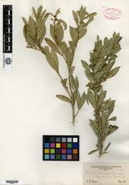 Image result for Buxus acutata