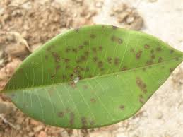 Great Info On How To Look After Your Frangapani Trees From Disease Plumeria Tree Frangipani Plumeria Care